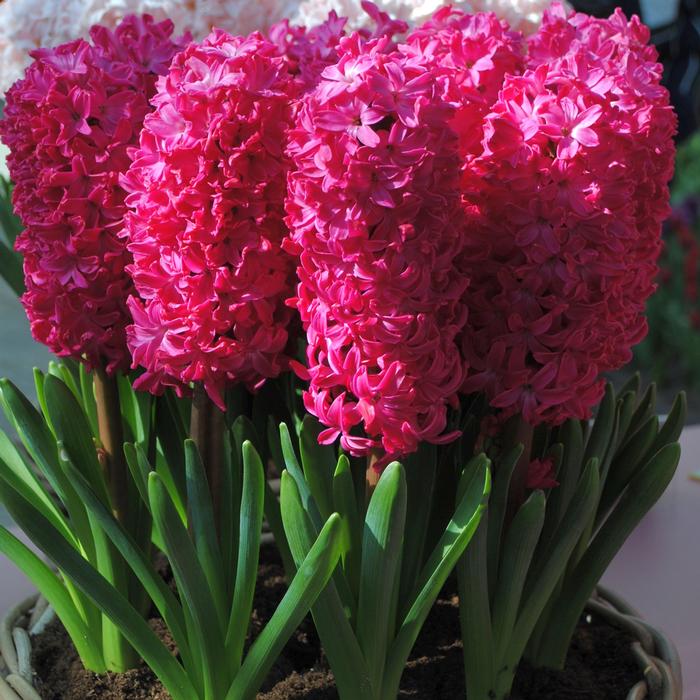Hyacinth - Jan Bos
