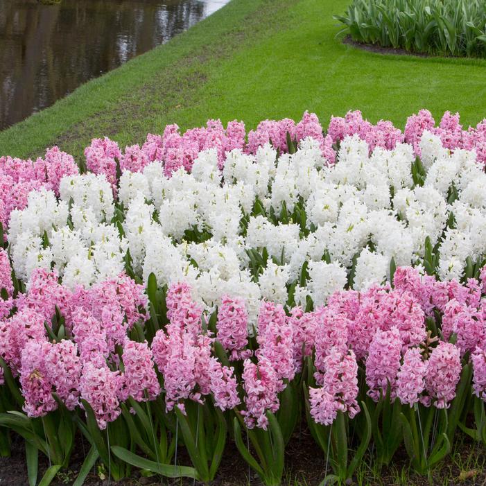 Hyacinth - Pink Pearl