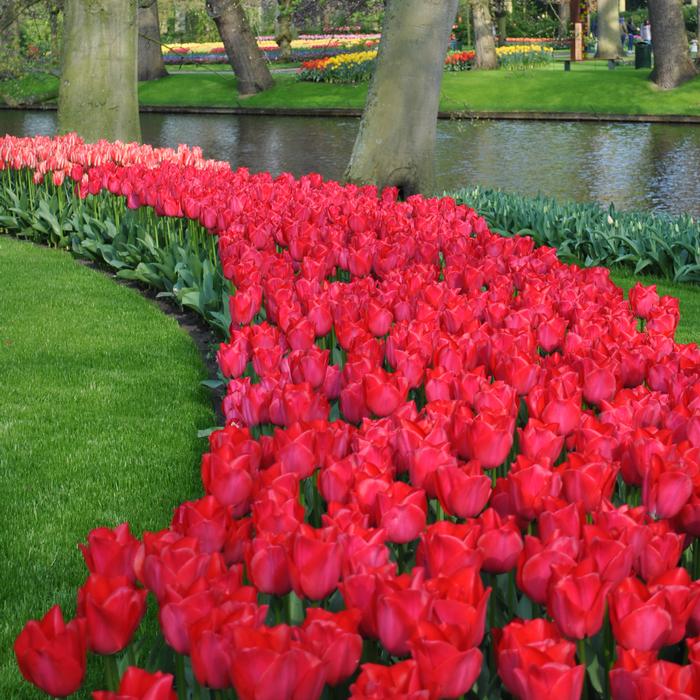 Tulip - Spryng Tide