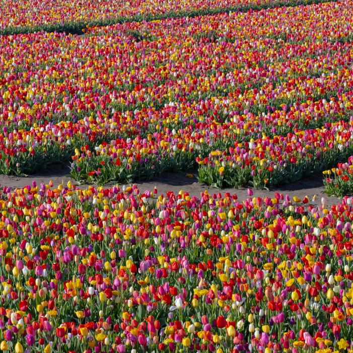 Tulip - All Season Barn Mixture