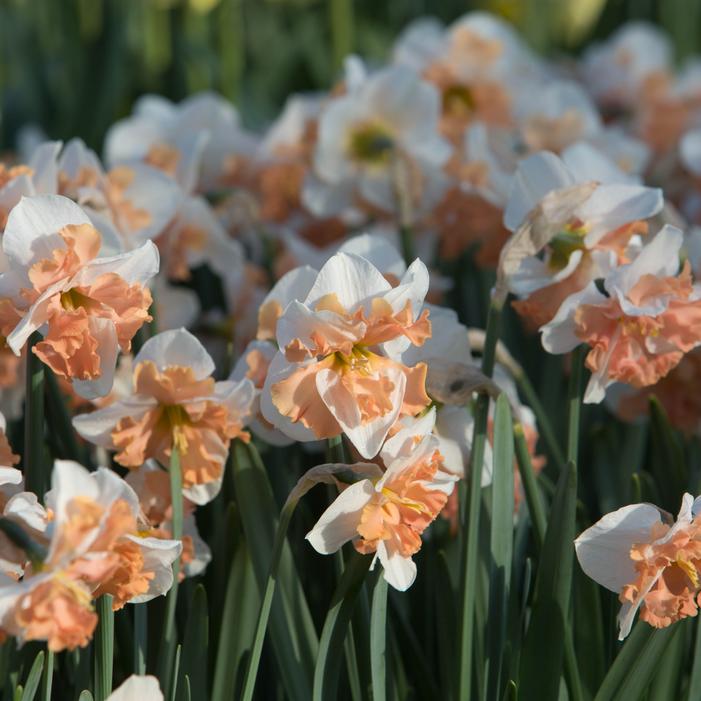 Daffodil - Cum Laude