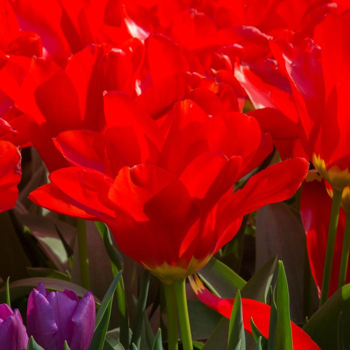 Tulip - Red Emperor