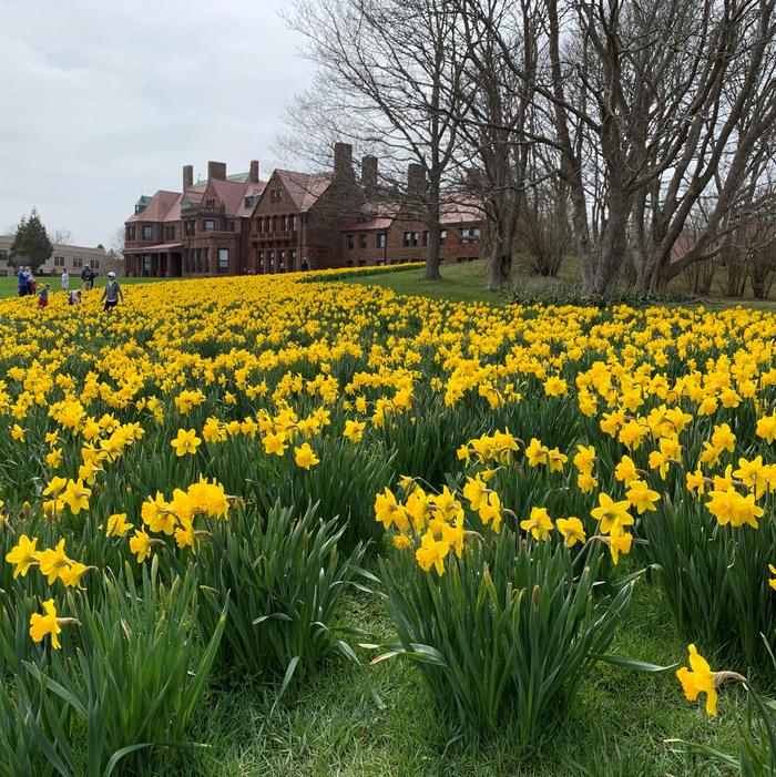 Daffodil - Dutch Master