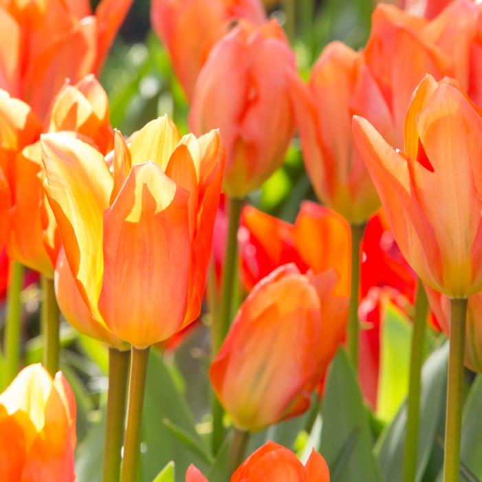 Tulip - Orange Emperor
