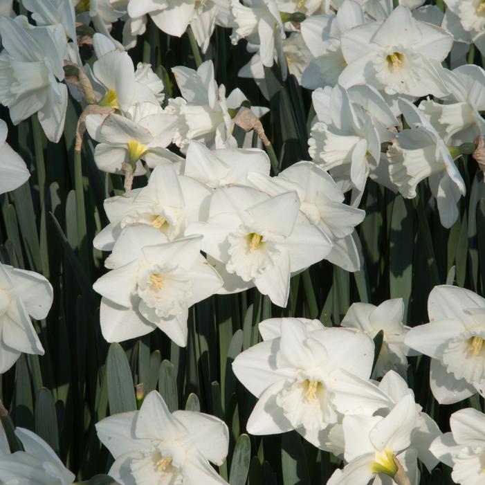 Daffodil - Mount Hood