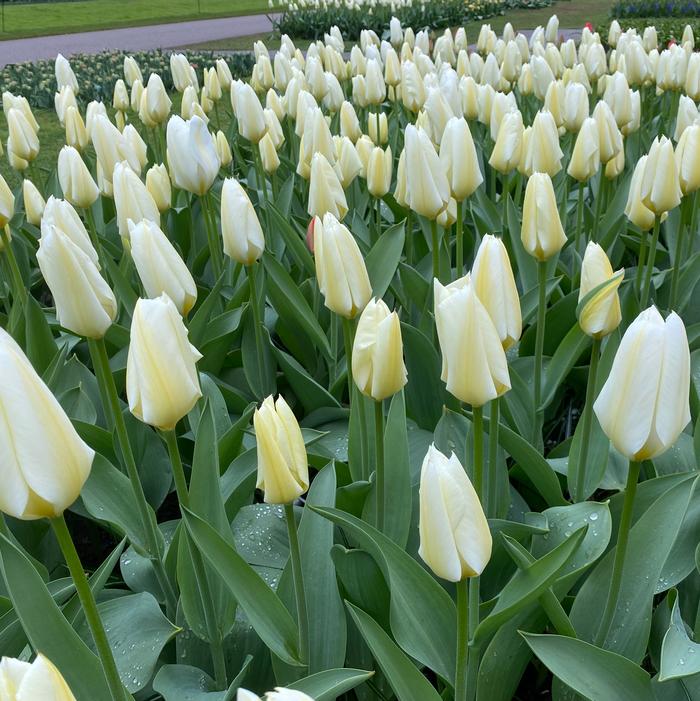 Tulip - White Emperor