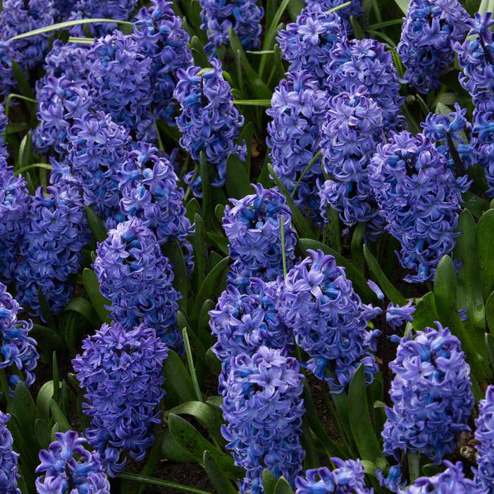Hyacinth - Blue Star