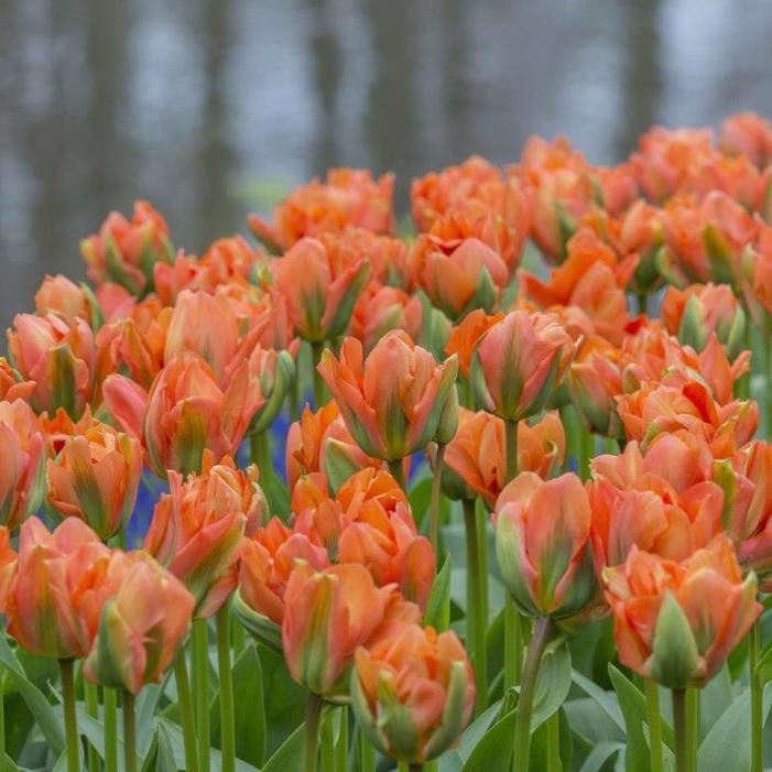 Tulip - Disneyland Paris