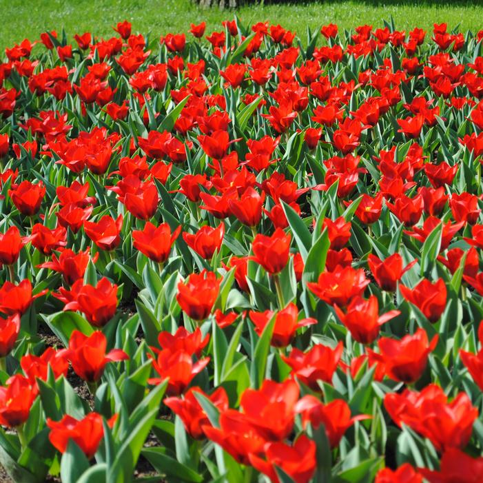 Tulip - Showwinner