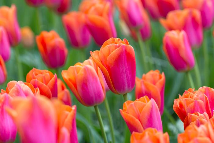 Tulip - Orange Dynasty