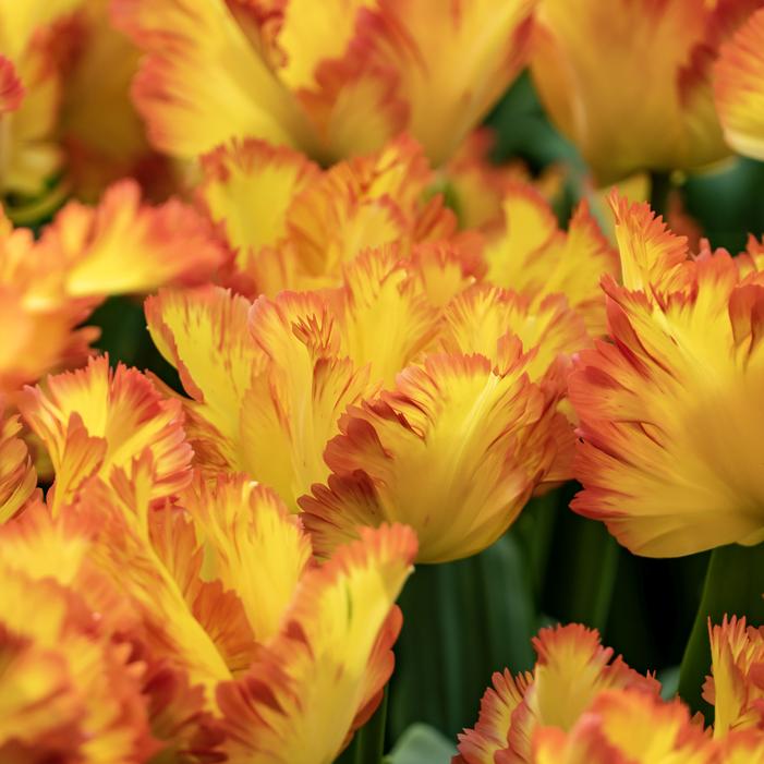 Tulip - Caribbean Parrot™