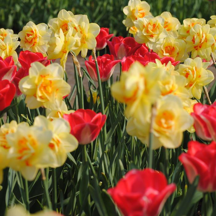 Daffodil - Tahiti