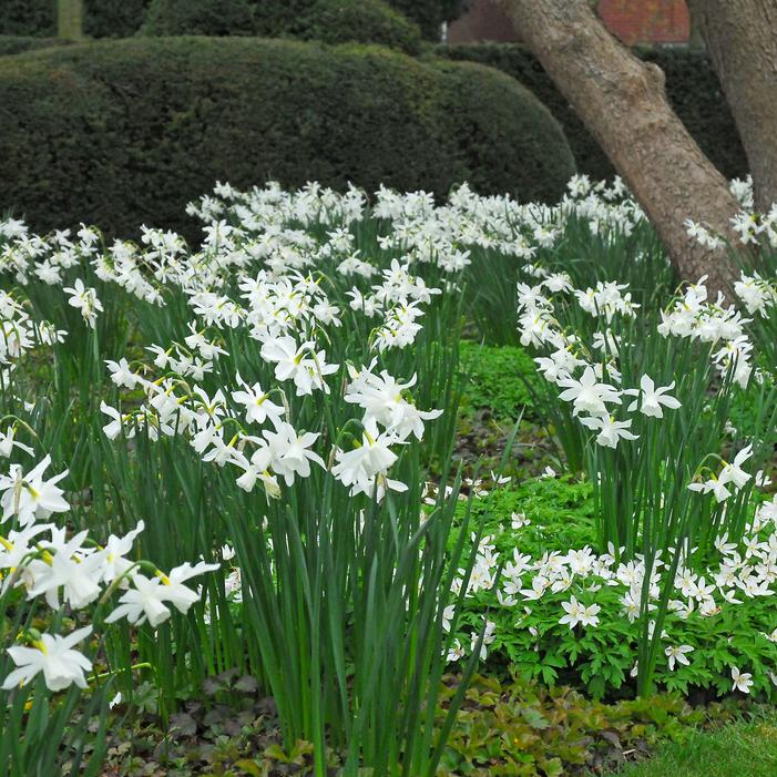Daffodil - Thalia