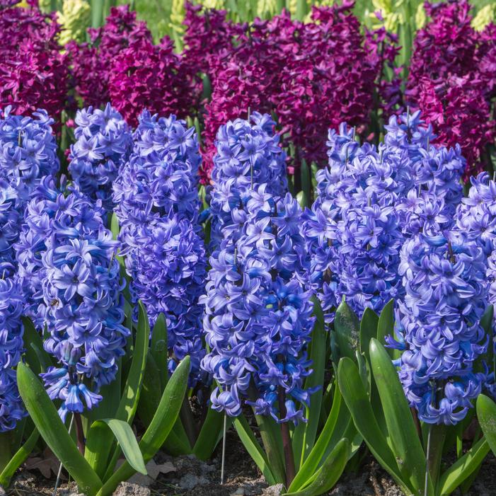 Hyacinth - Delft Blue