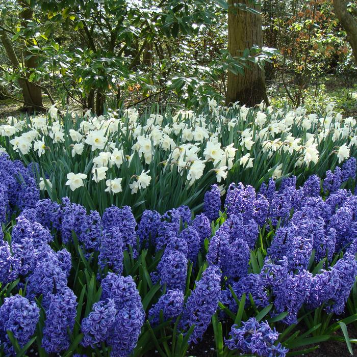 Hyacinth - Blue Jacket