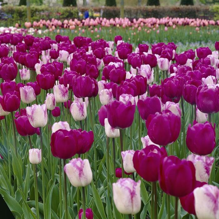 Tulip - Negrita