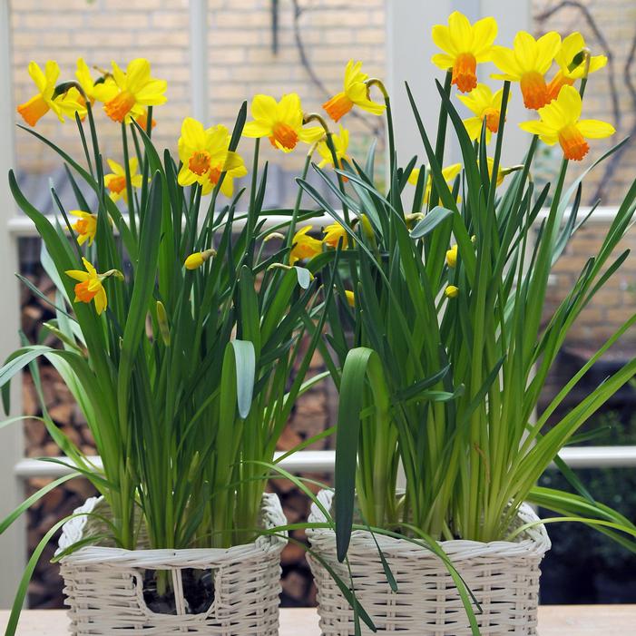 Daffodil - Jetfire