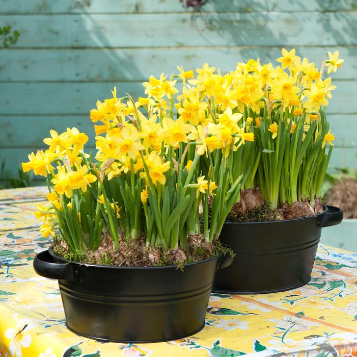 Daffodil - Tete a Tete