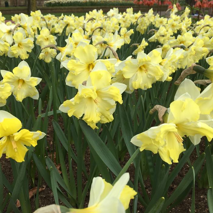 Daffodil - Cassata