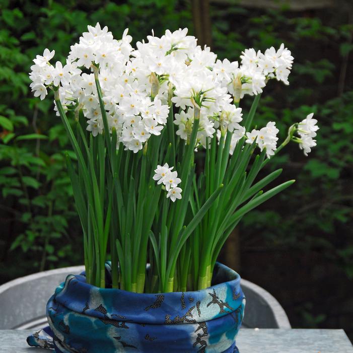 Daffodil - Ziva
