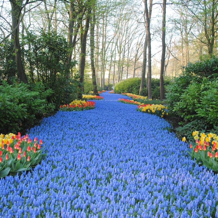 Grape Hyacinth - Armeniacum