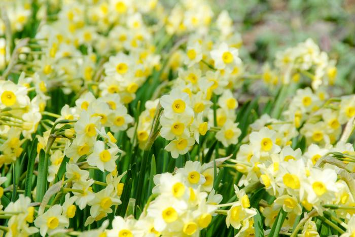 Daffodil - Minnow