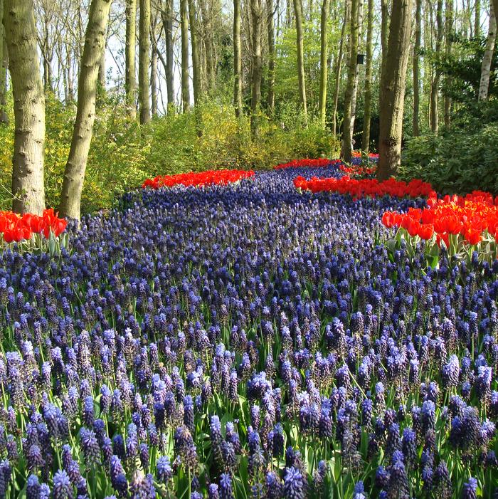 Grape Hyacinth - Latifolium