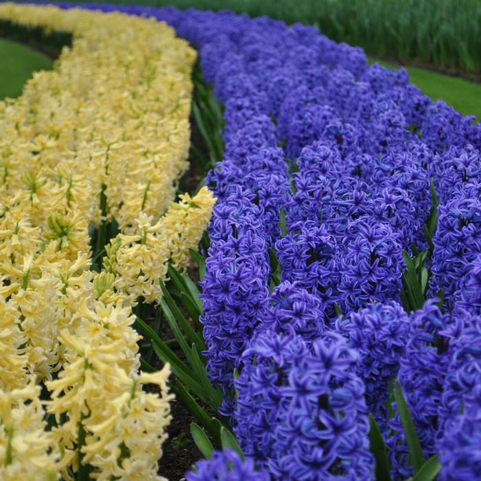 Hyacinth - Gypsy Princess