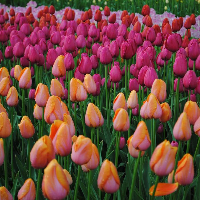 Tulip - Sunset Tropical