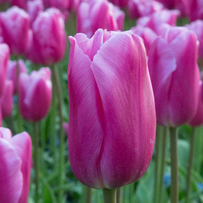 Tulip - Jumbo Pink