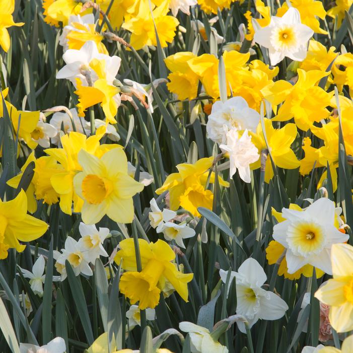 Daffodil - Large Flowering Mixture