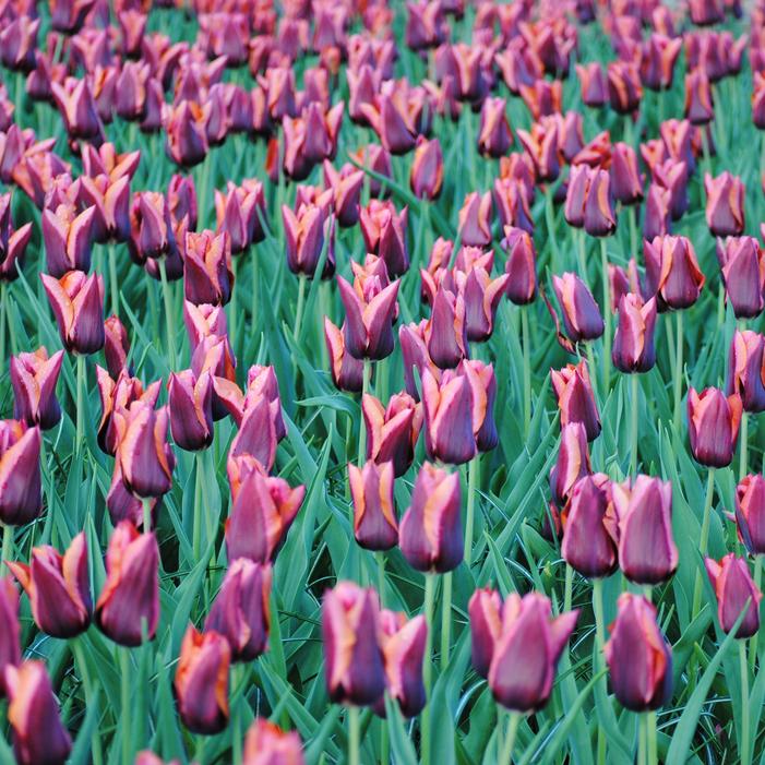Tulip - Slawa