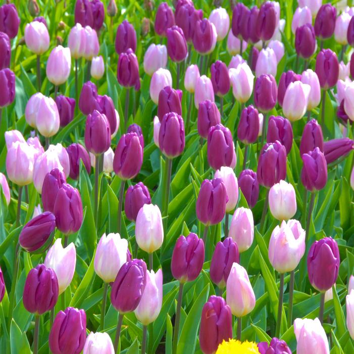 Tulip - Purple Flag