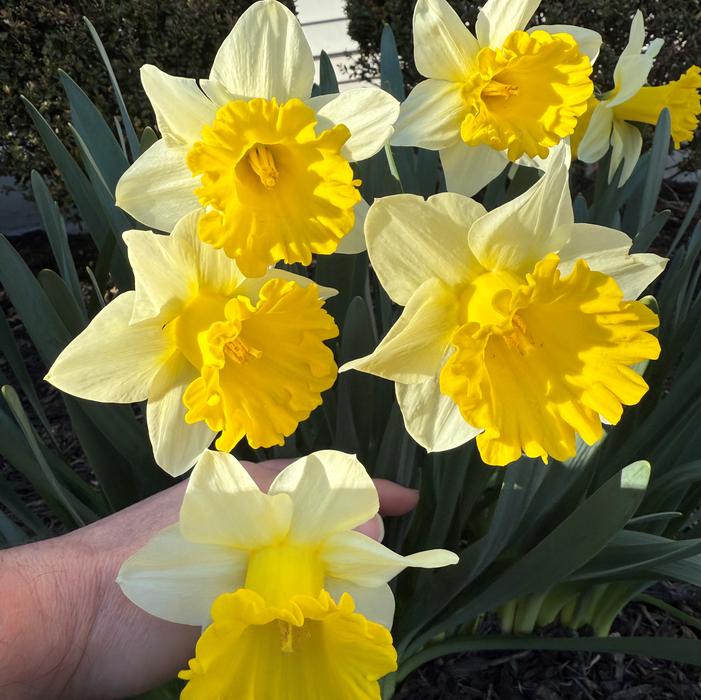 Daffodil - Goblet