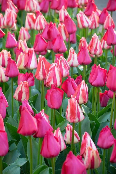 Tulip - Spryng Break
