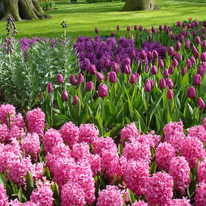Hyacinth - Pink Pearl