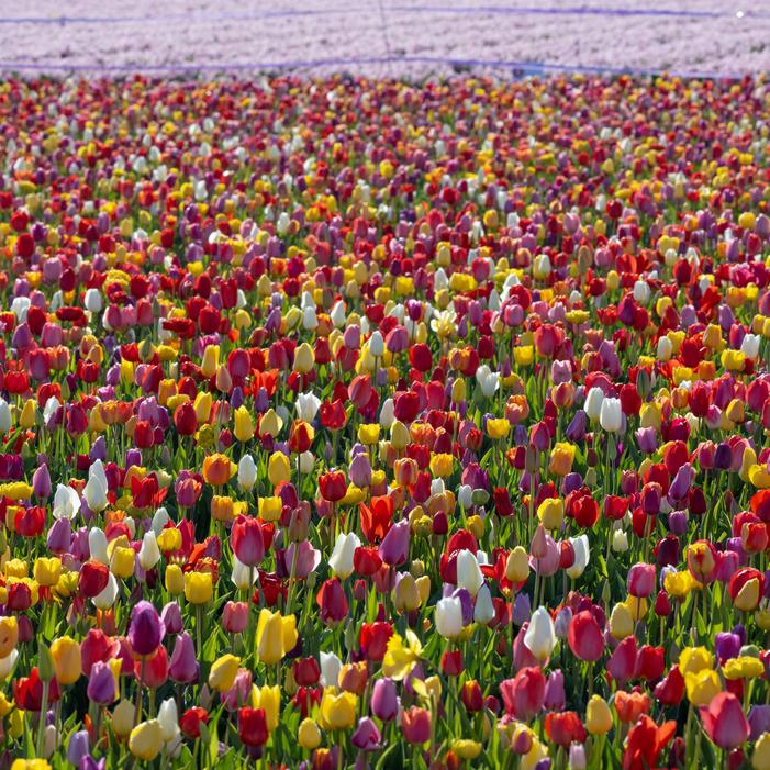 Tulip - All Season Barn Mixture
