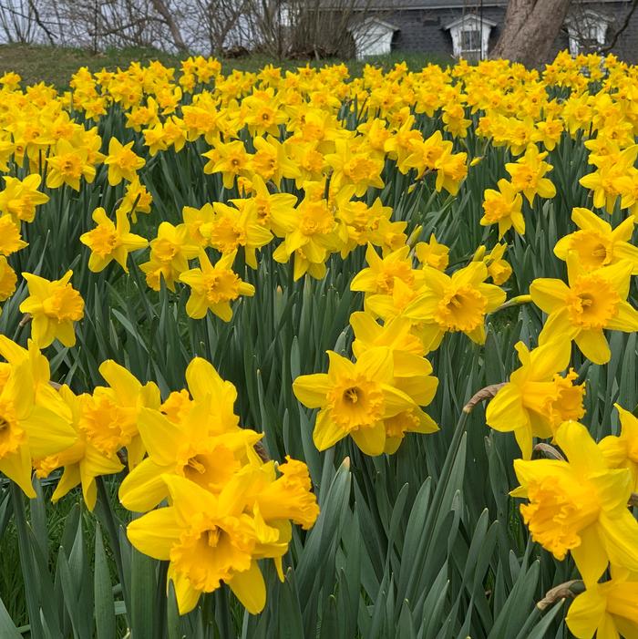Daffodil - Dutch Master