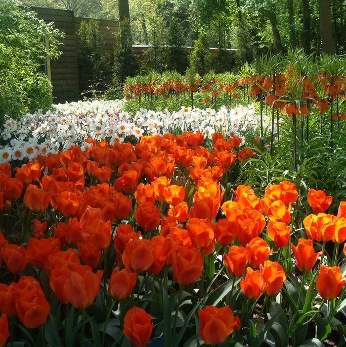 Tulip - Orange Emperor