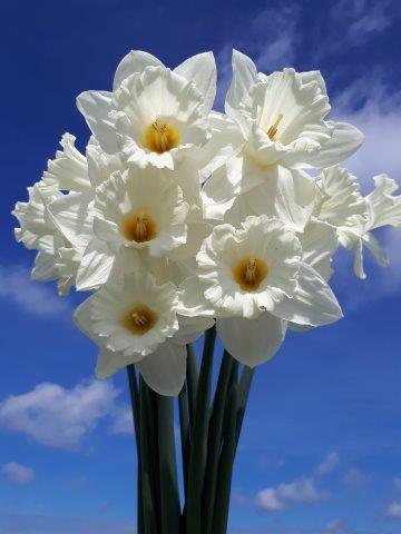 Daffodil - Mount Hood