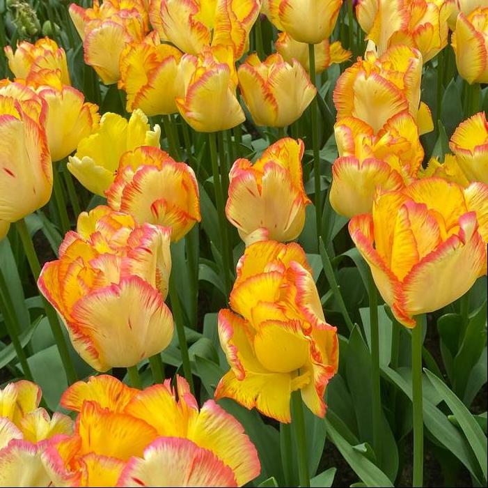 Tulip - Caribbean Parrot™