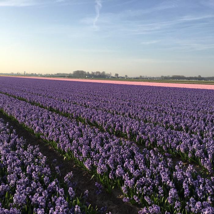 Hyacinth - Delft Blue
