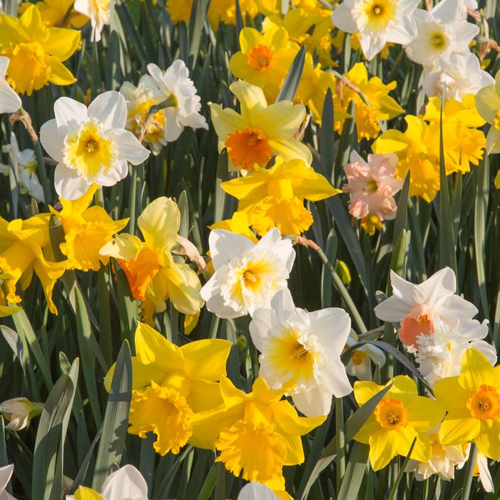 Daffodil - Large Flowering Mixture
