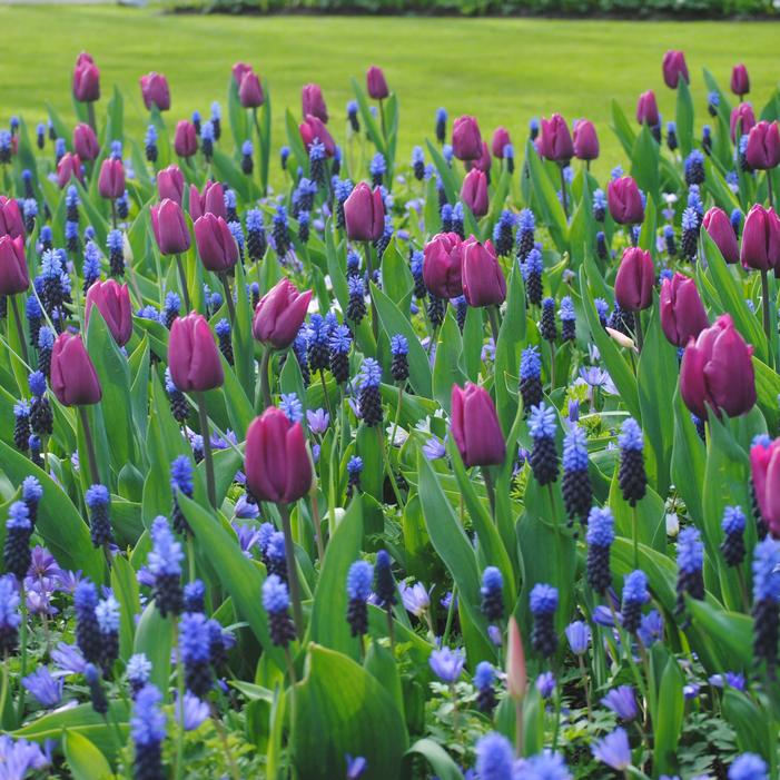 Tulip - Purple Flag
