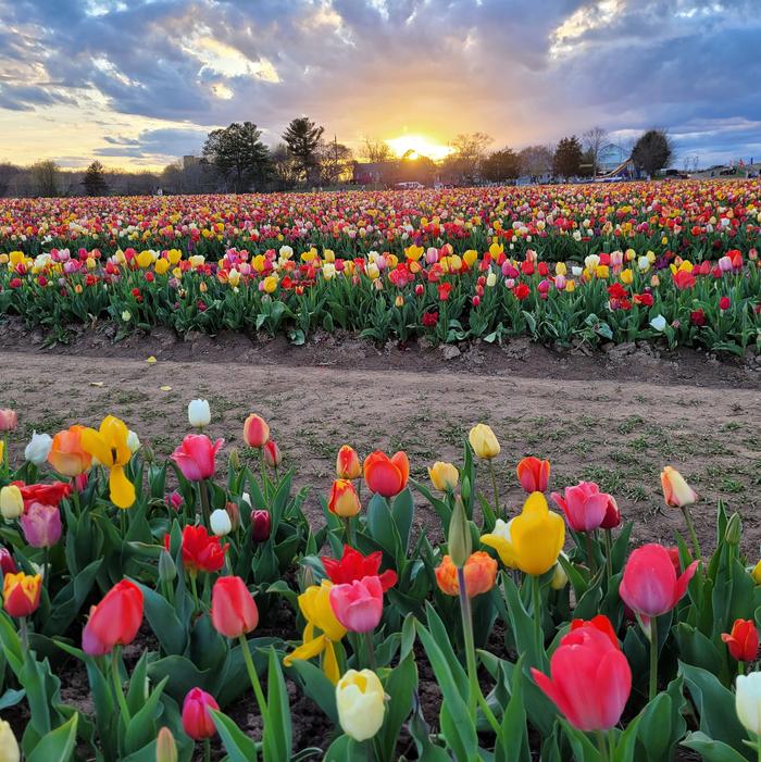 Tulip - All Season Barn Mixture