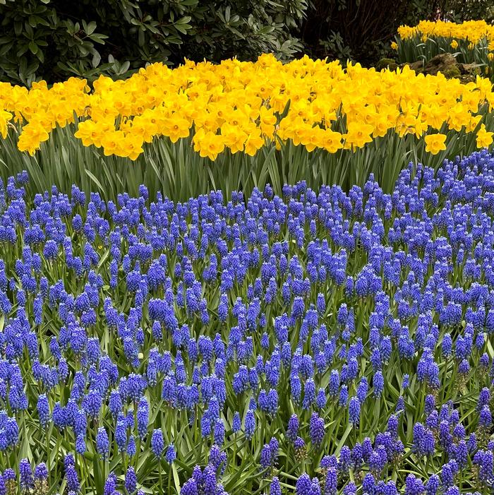 Daffodil - Dutch Master