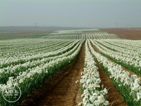 Daffodil - Ziva