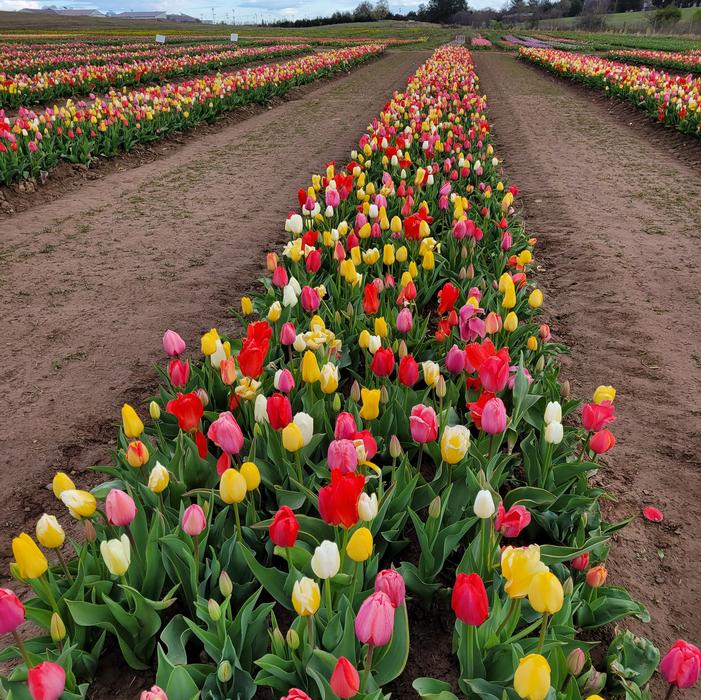 Tulip - All Season Barn Mixture