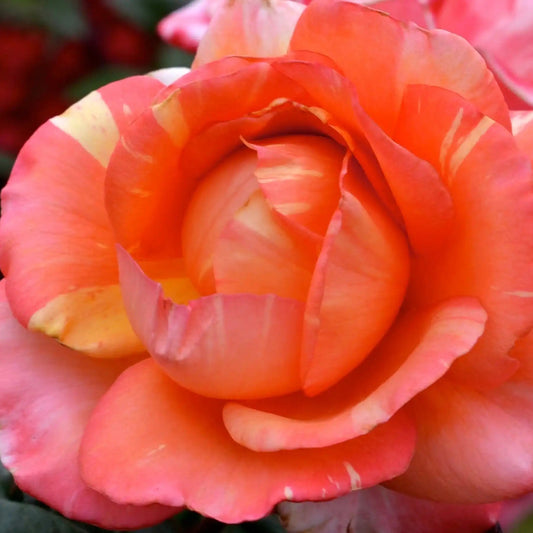 Rose - Peach Swirl