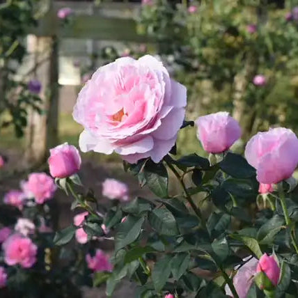 Rose - Scentuous
